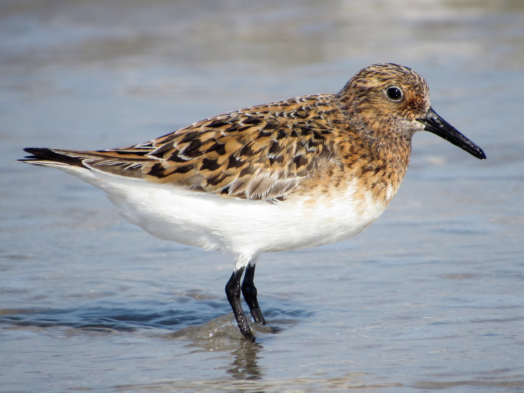 Sanderling - Jonathan Lugo