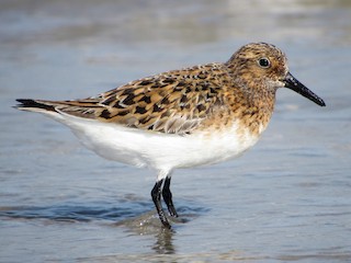  - Sanderling