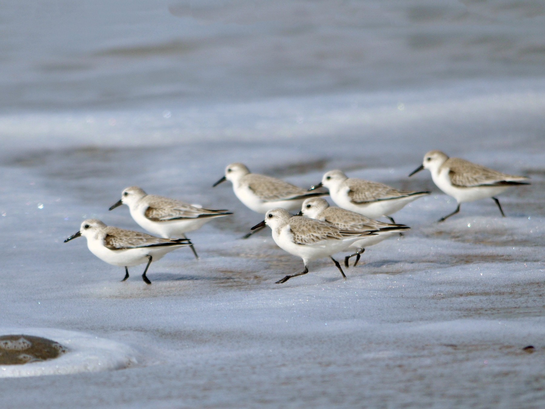 Sanderling - Theadora Block