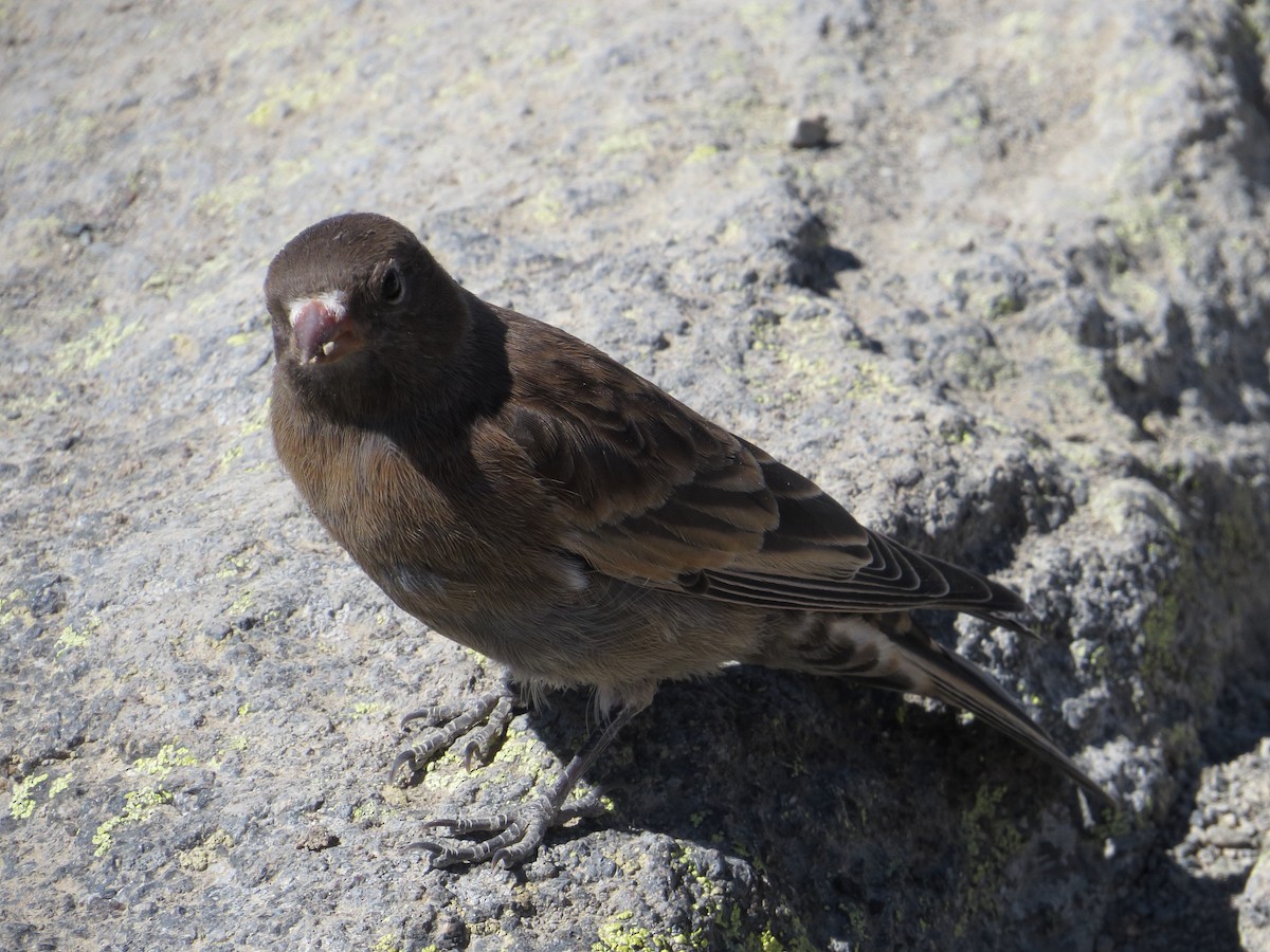 Gray-crowned Rosy-Finch - ML64816051