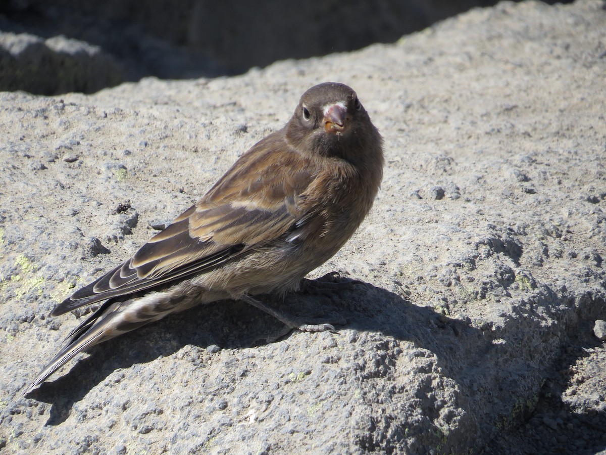 Gray-crowned Rosy-Finch - ML64816071