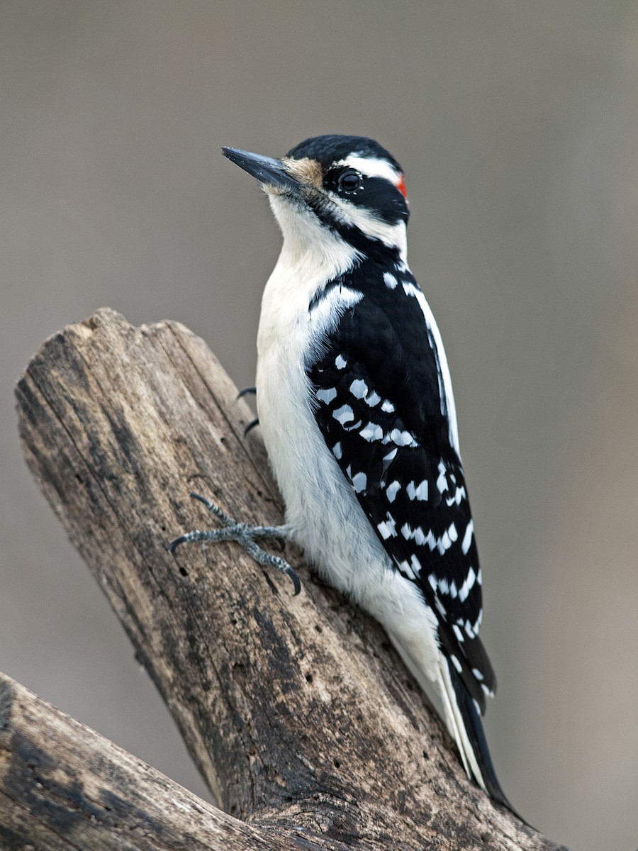 Hairy Woodpecker - Gary Mueller
