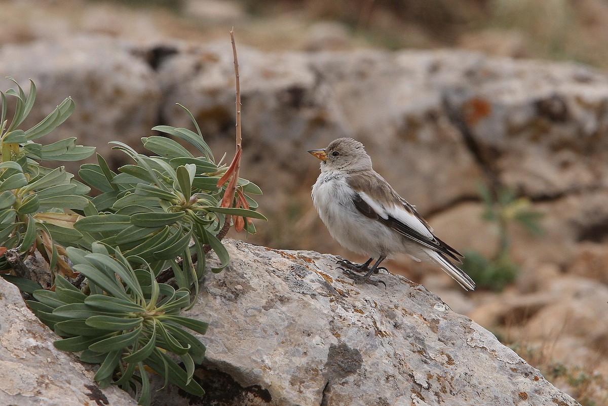White-winged Snowfinch - ML64817271