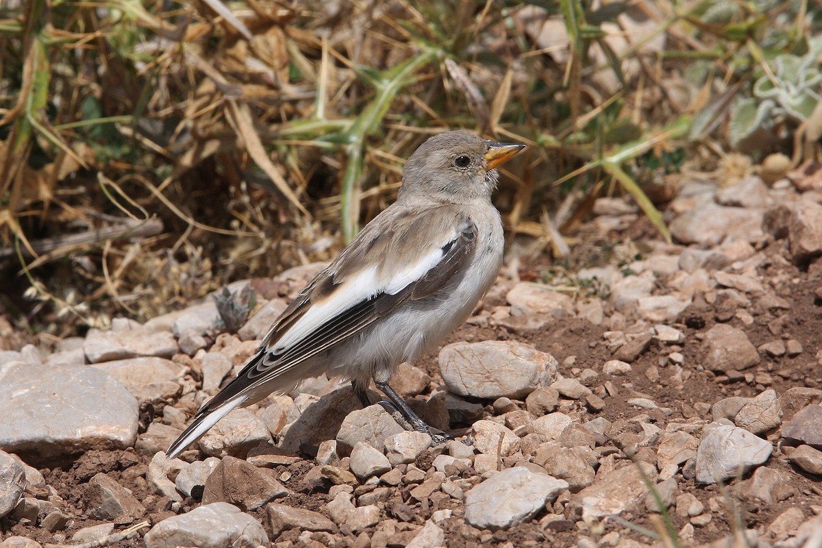White-winged Snowfinch - ML64817311