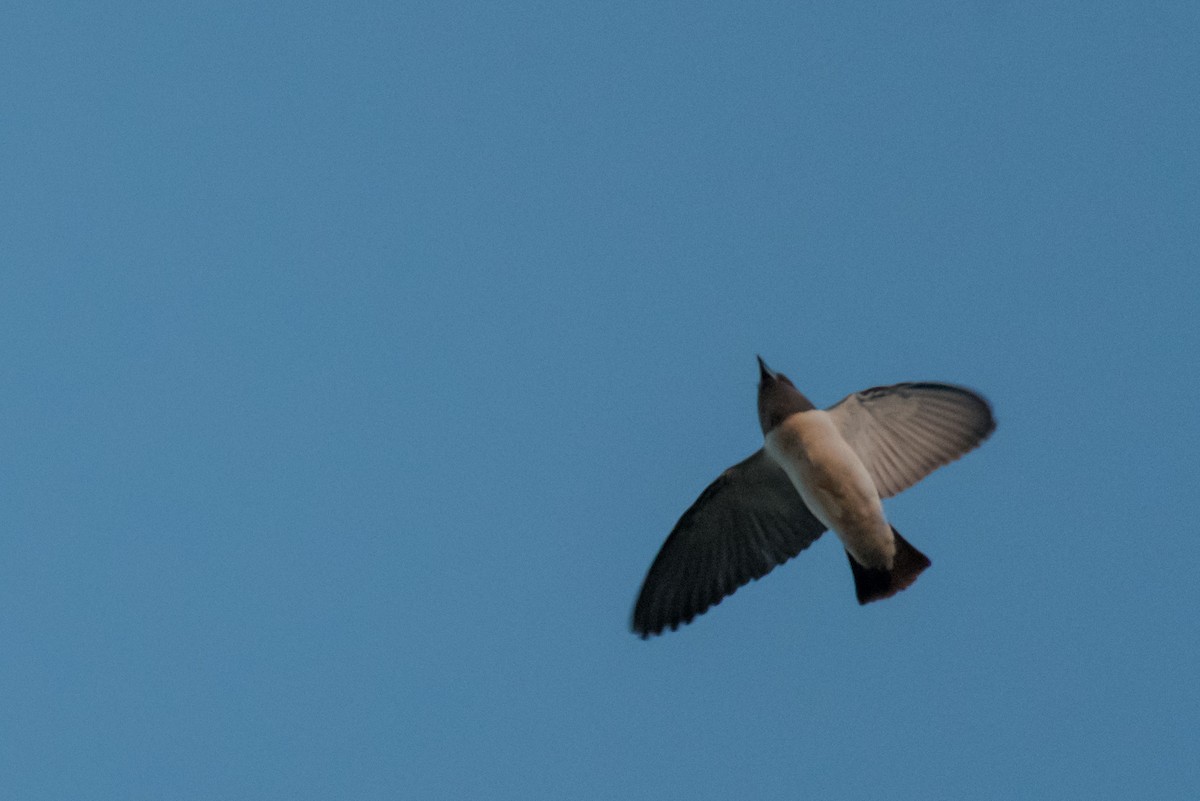 White-breasted Woodswallow - ML64817711