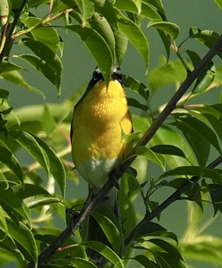 Yellow-breasted Chat - ML64818931
