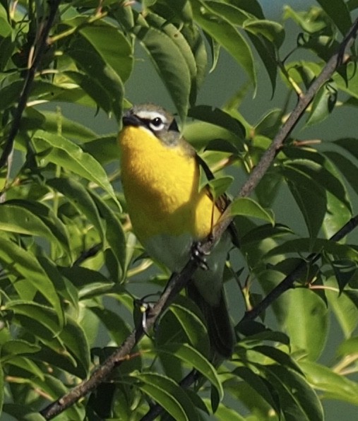 Yellow-breasted Chat - John Higgins
