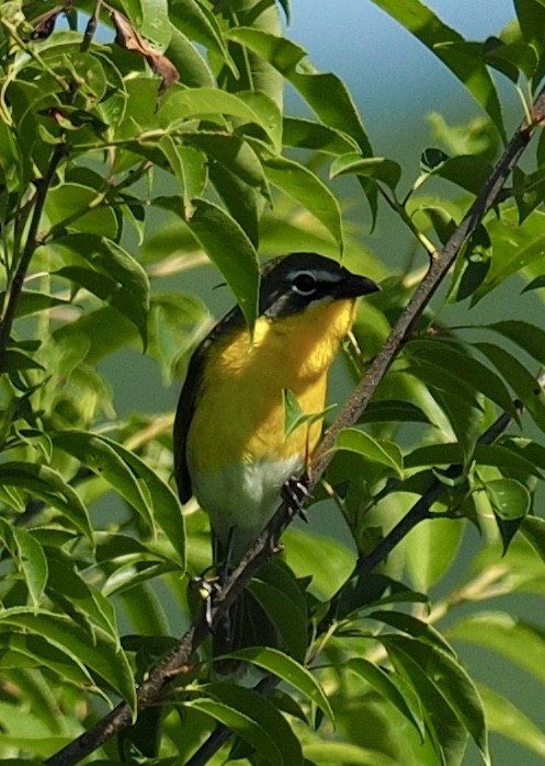 Yellow-breasted Chat - ML64818951