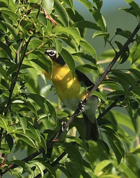 Yellow-breasted Chat - ML64818961