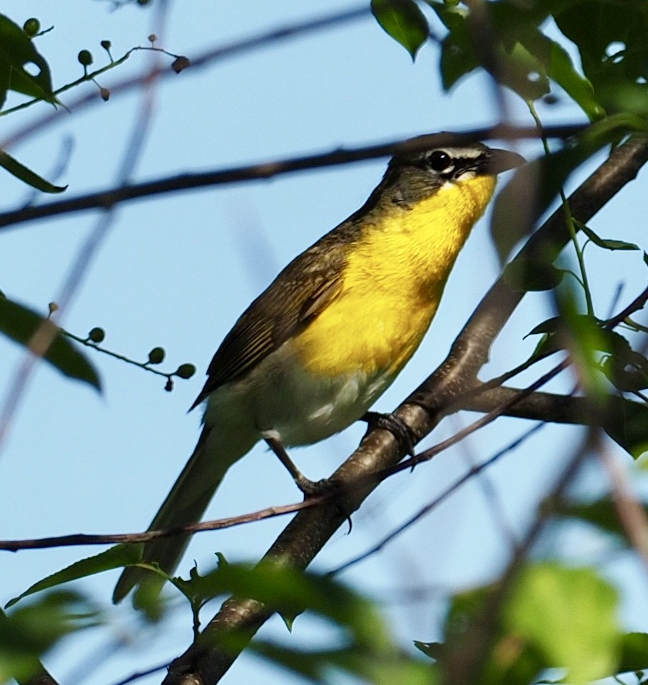Yellow-breasted Chat - ML64818971