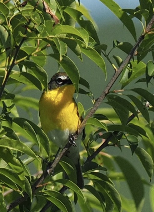 Yellow-breasted Chat - ML64818981