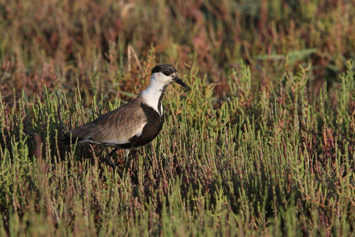Spur-winged Lapwing - ML64820131