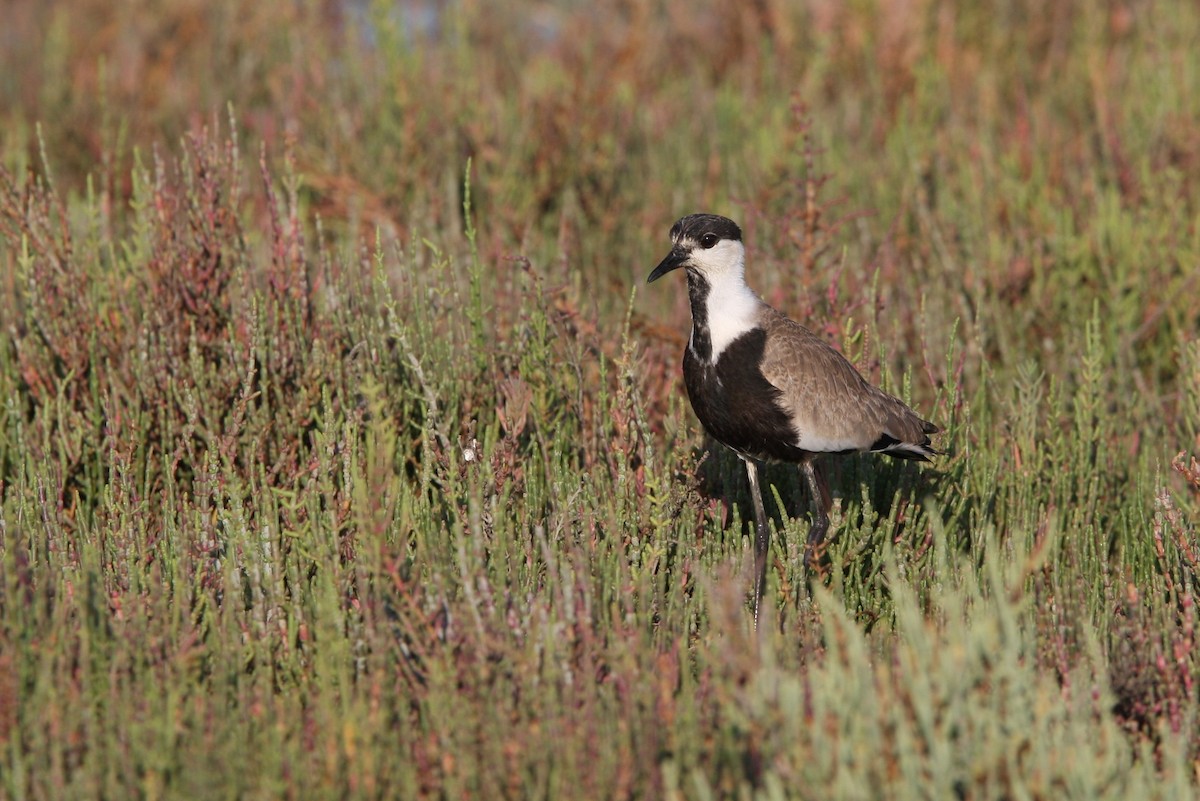Spur-winged Lapwing - ML64820141