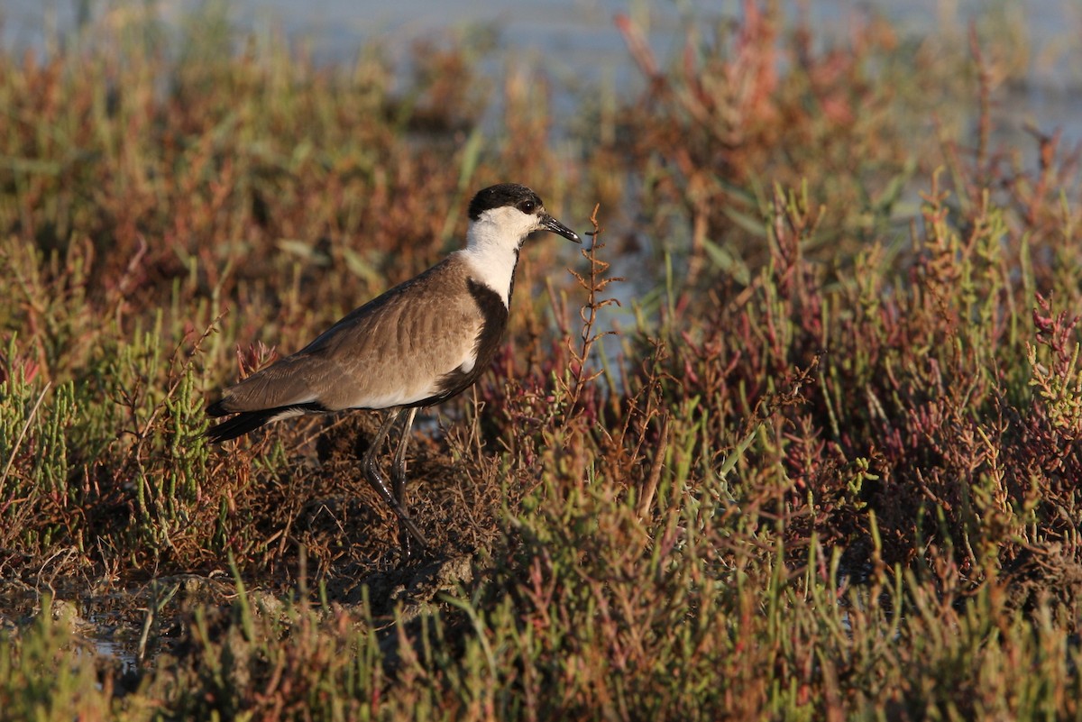 Spur-winged Lapwing - ML64820151