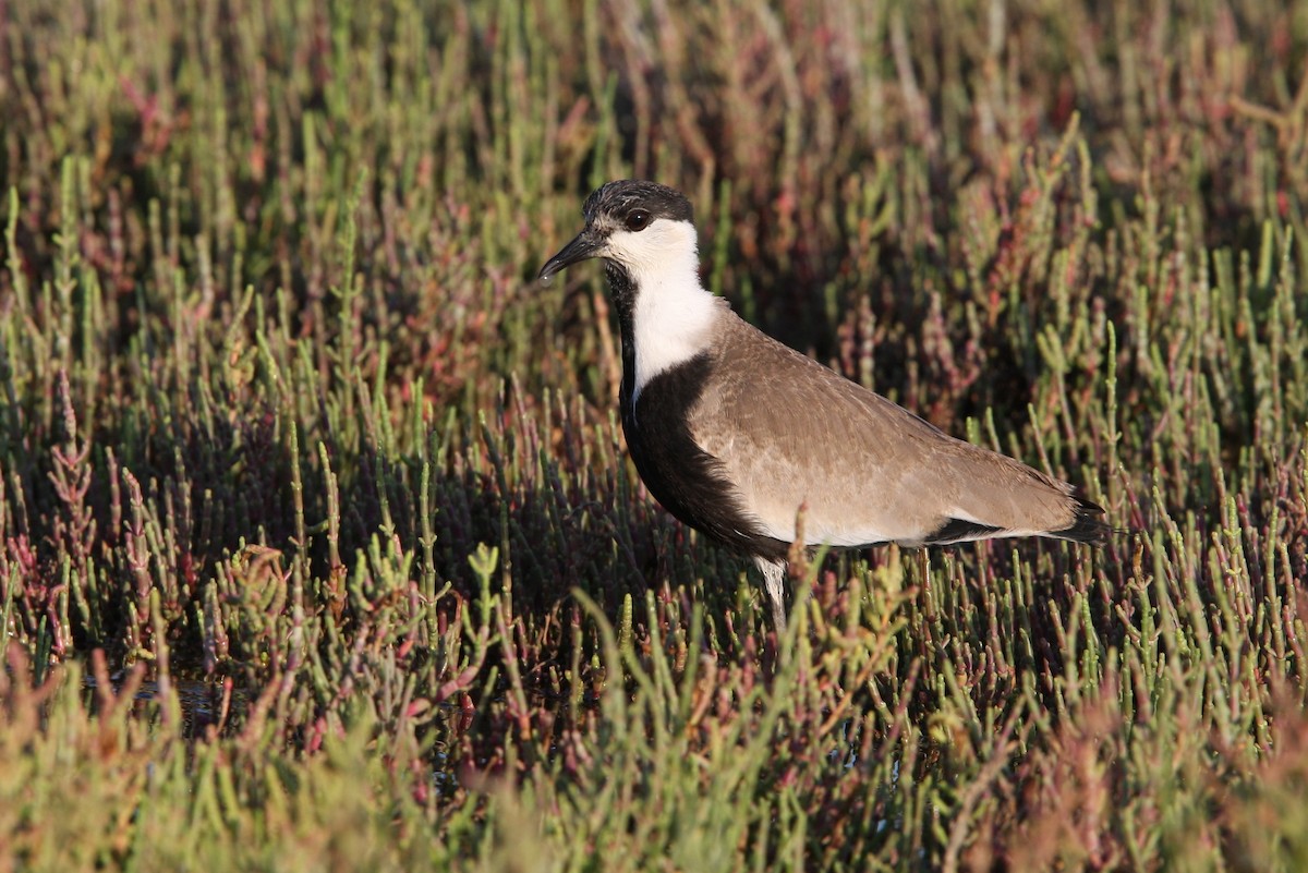 Spur-winged Lapwing - ML64820161