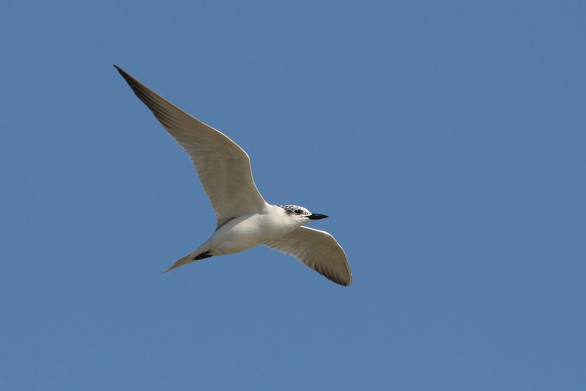Gull-billed Tern - ML64820541