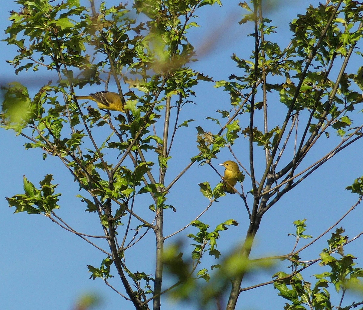 Yellow Warbler - ML64821081