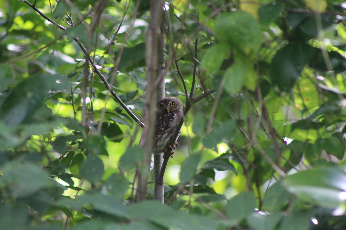Ferruginous Pygmy-Owl - ML64821091