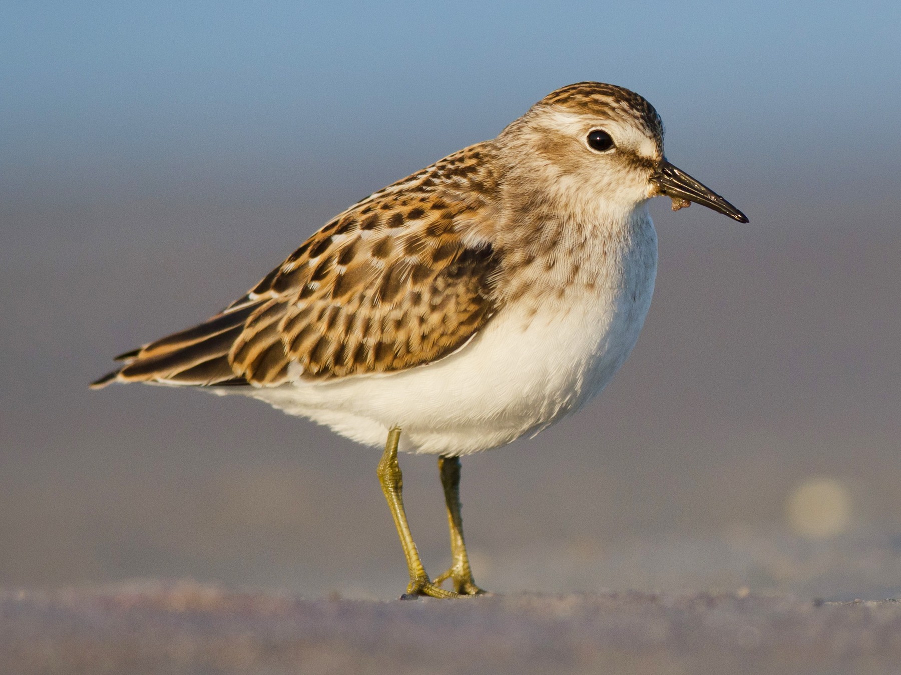 Least Sandpiper - Alix d'Entremont