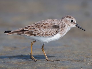  - Least Sandpiper