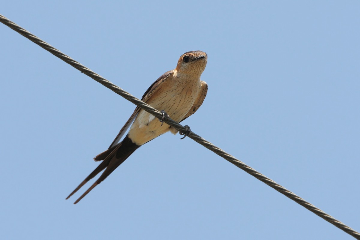 Red-rumped Swallow - Christoph Moning