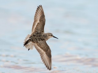  - Semipalmated Sandpiper