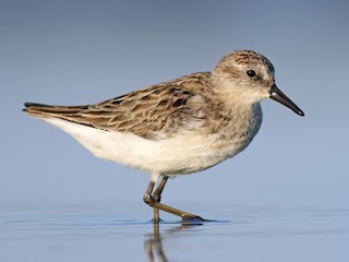  - Semipalmated Sandpiper