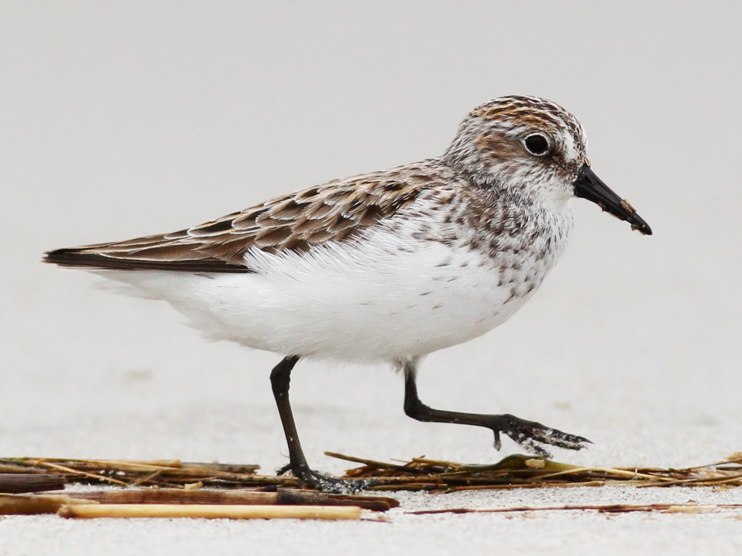 Semipalmated Sandpiper - New York Breeding Bird Atlas