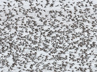  - Semipalmated Sandpiper
