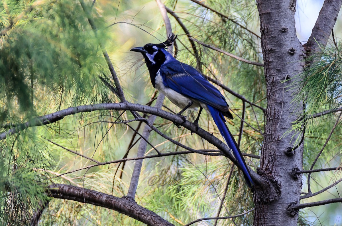 Black-throated Magpie-Jay - ML64824871