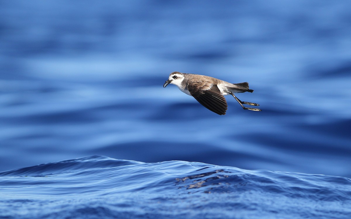 White-faced Storm-Petrel - ML64825191