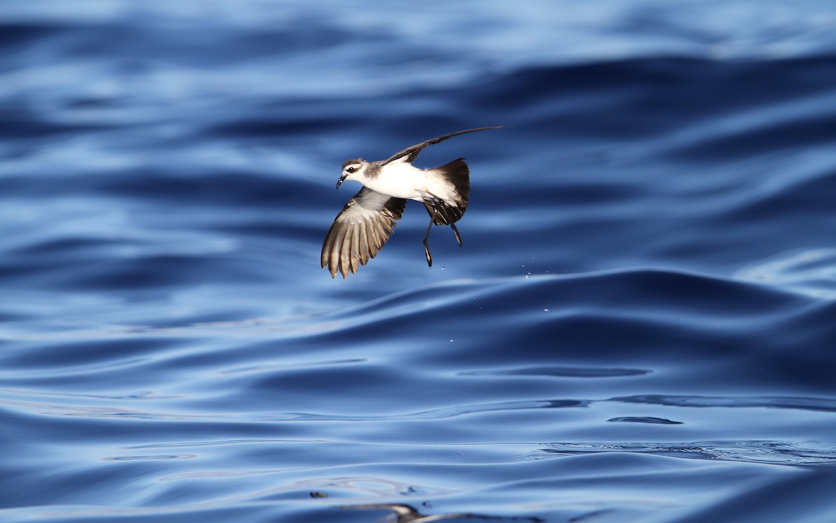 White-faced Storm-Petrel - ML64825271