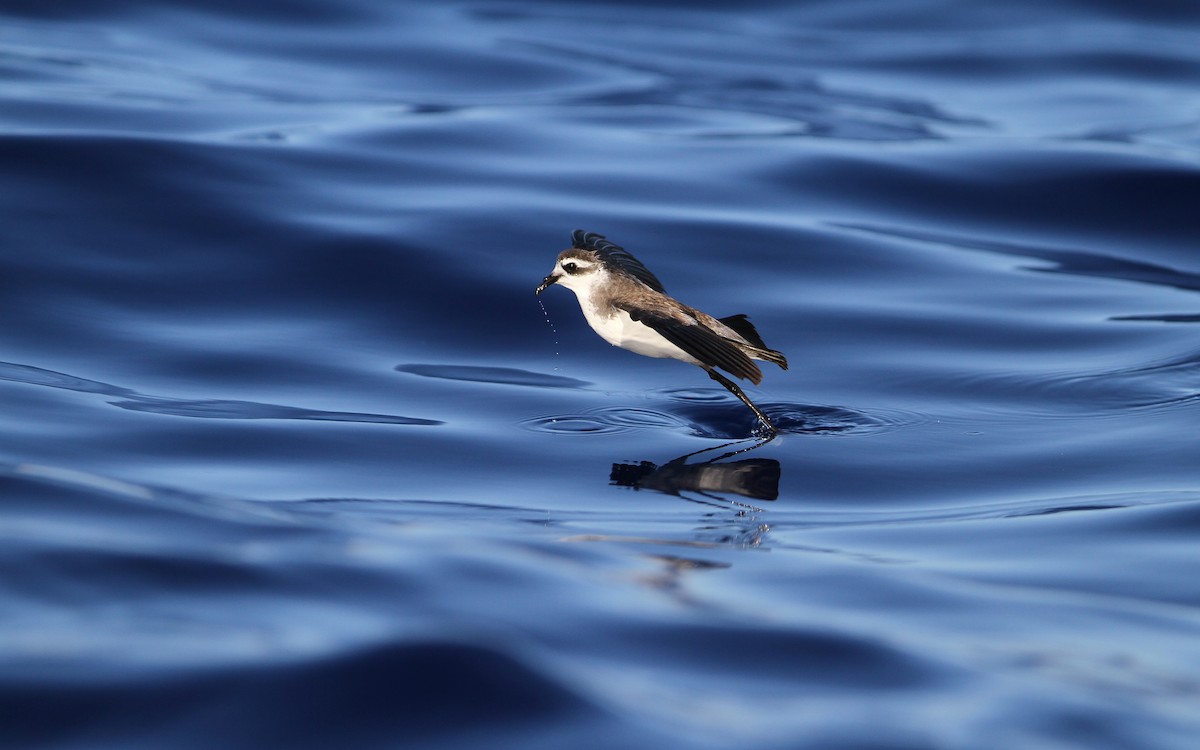 White-faced Storm-Petrel - ML64825431