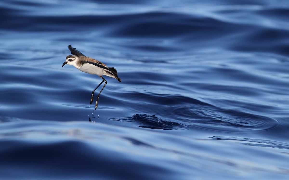 White-faced Storm-Petrel - ML64825461