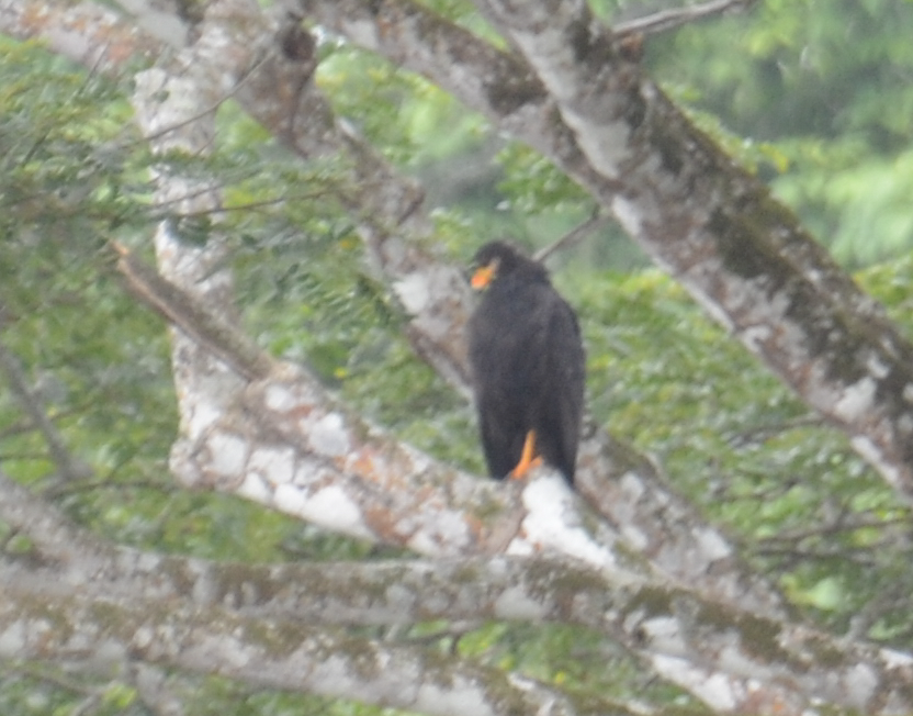 Common Black Hawk (Mangrove) - Tyler Ficker