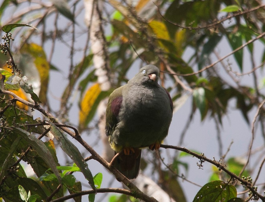 Sao Tome Green-Pigeon - ML64825641