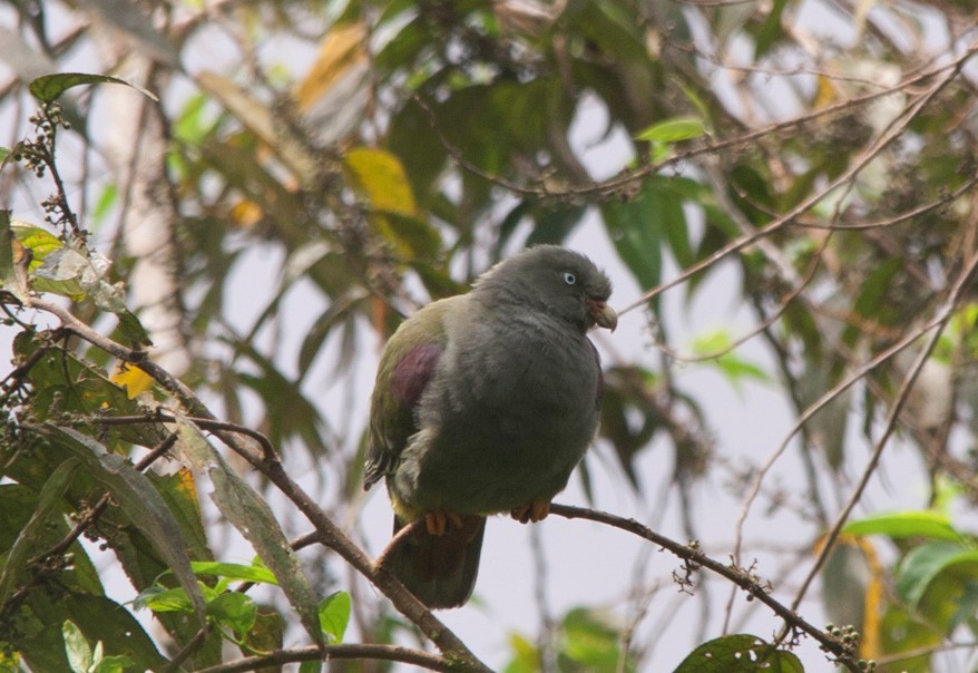Sao Tome Green-Pigeon - ML64825661