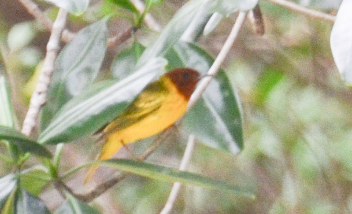 Yellow Warbler (Mangrove) - Tyler Ficker