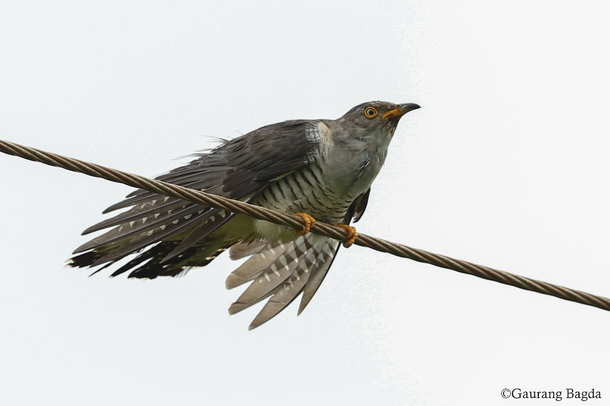 Common Cuckoo - Gaurang Bagda