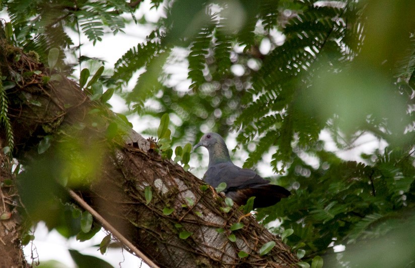 Sao Tome Pigeon - Alexandre Hespanhol Leitão