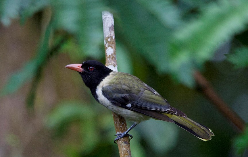 Sao Tome Oriole - Alexandre Hespanhol Leitão