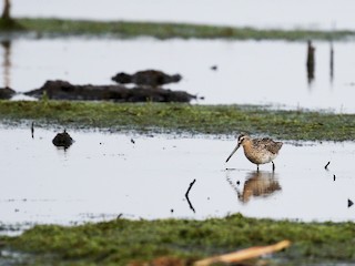 繁殖期の成鳥 - Jay McGowan - ML64828061