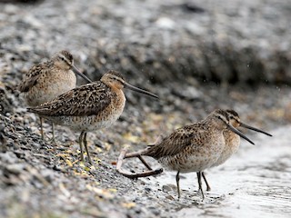アメリカオオハシシギ - eBird