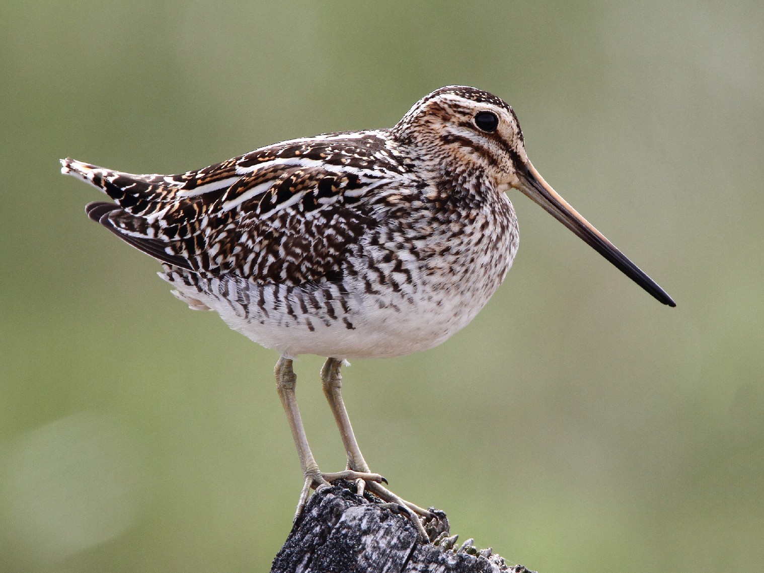 Wilson's Snipe - eBird