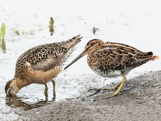 Взрослая (with Long-billed Dowitcher) - Ian Routley - ML64829081