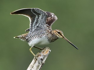 アメリカタシギ - eBird
