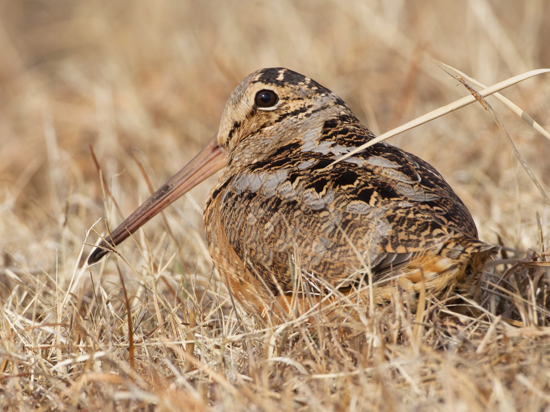 American Woodcock - Chris Wood