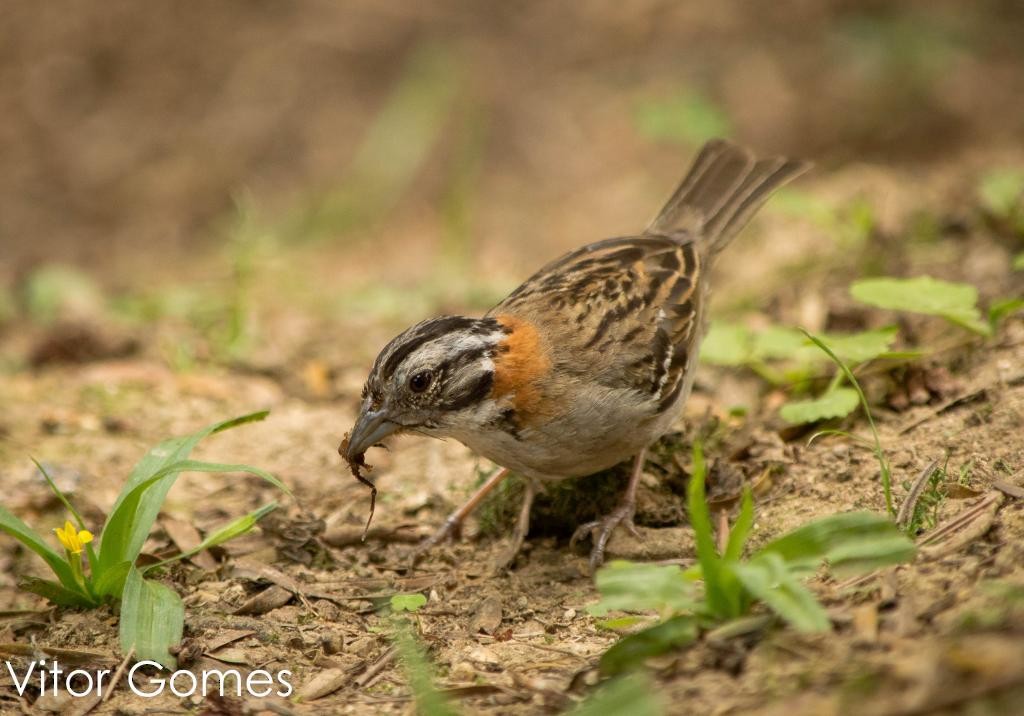 Rufous-collared Sparrow - Vitor Gomes