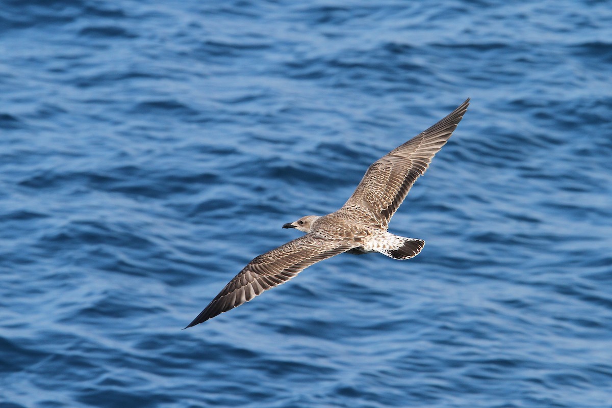 Yellow-legged Gull (atlantis) - ML64830771
