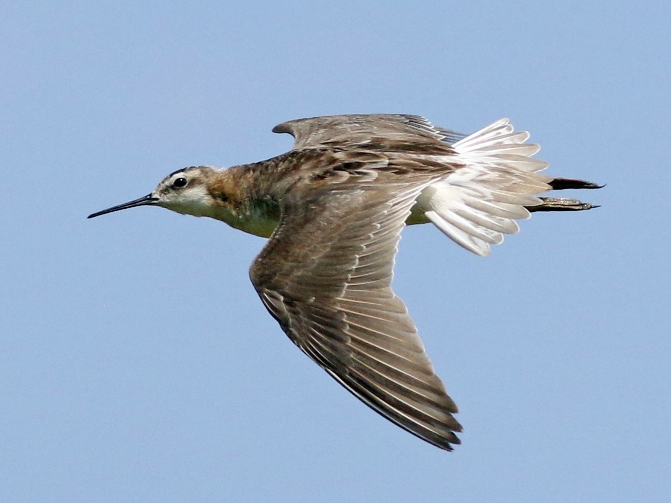 Wilson's Phalarope - Russ Morgan